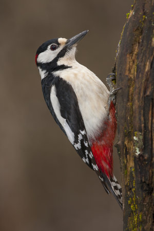 A vertical closeup of a great spotted woodpecker on a tree under the sunlight with a blurry backgroundの写真素材