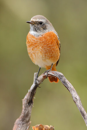 A vertical closeup of a European Robin standing on a tree branch under the sunlight at daytime