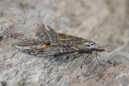 A chesias isabella moth on a tree bark