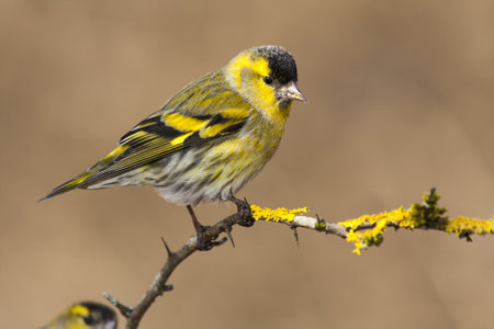 A selective focus shot of an exotic yellow and black bird on the think branch of a treeの写真素材