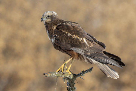 A beautiful shot of a male Marsh Harrier (Circus aeruginosus) perched on a wooden logの写真素材