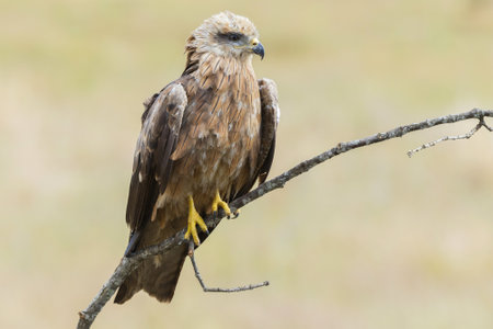 A closeup of a hawk standing on a tree branch under the sunlight with a blurry backgroundの写真素材