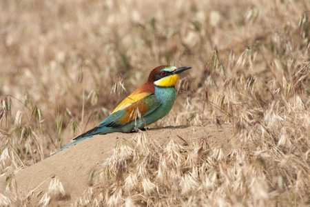 A common bee-eater bird with colorful feathers perched on a rockの写真素材