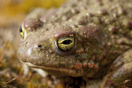 A closeup shot of an ugly frog with slimy skin and scary green eyes