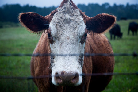 A closeup of a dairy cattle in a field surrounded by greenery with a blurry backgroundの写真素材