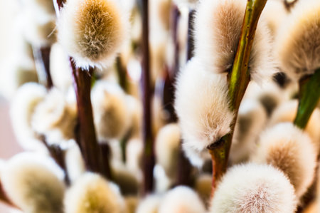 A closeup shot of fluffy willow salix catkins branches on a blurred backgroundの写真素材