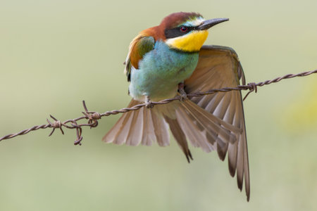 A beautiful shot of a colorful bee-eater perched on a wireの写真素材