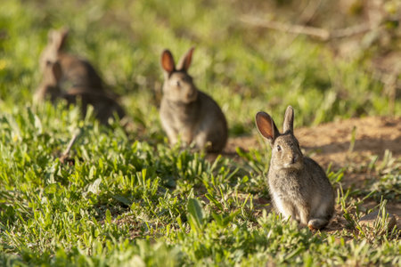 A group of cute bunnies in a green grassy fieldの写真素材