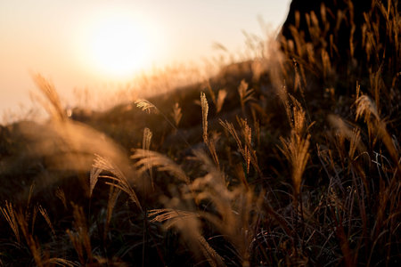 A selective focus shot of the sweetgrass branches in the hills with a blurred background