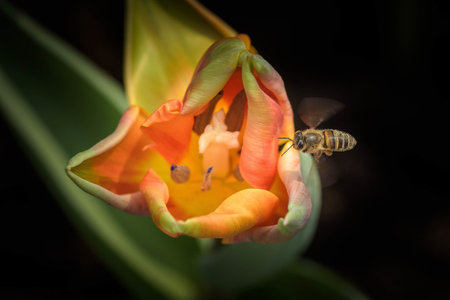 A closeup shot of a bee on an orange flower on a black background