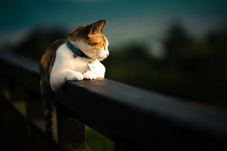 A beautiful domestic cat laying on a fenceの写真素材