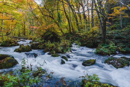 A high angle shot of mossy stones in the foamy river flowing in the forestの写真素材