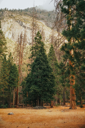 A vertical shot of grasses with tall trees and a rocky mountain in the backgroundの写真素材