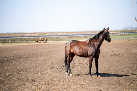 A closeup of a brown horse standing in a corral on a sunny dayの写真素材