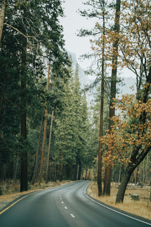 A vertical shot of a concrete road surrounded with forestの写真素材