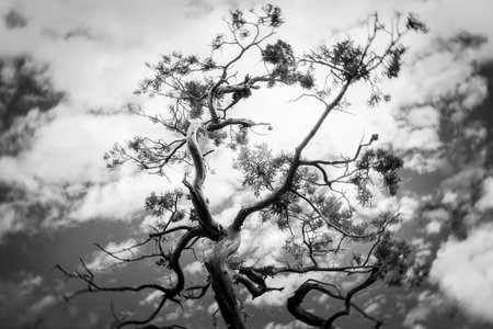 A grayscale shot of a tree under a cloudy skyの写真素材