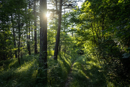 A breathtaking view of an amazing forest with lots of trees