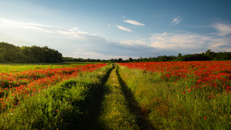 A breathtaking view of a green field covered with poppies