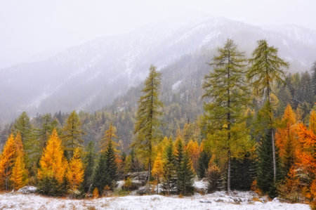 A beautiful landscape of autumn trees during winterの写真素材