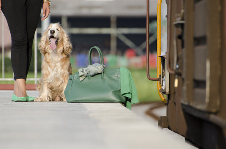 A closeup picture of an English springer spaniel waiting at the train station next to his owner and a green bag against a blurry backgroundの写真素材