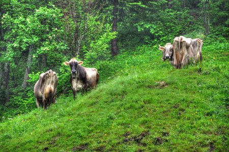 A group of cows grazing on the slope of a grassy mountainの写真素材