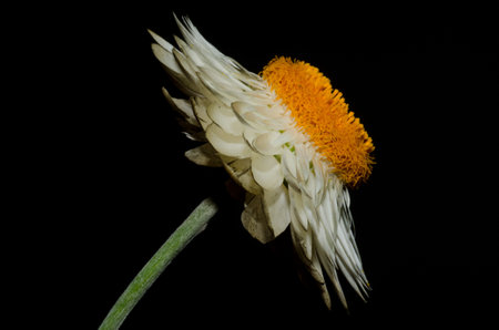 A macro shot of white daisy flower against a black backgroundの写真素材