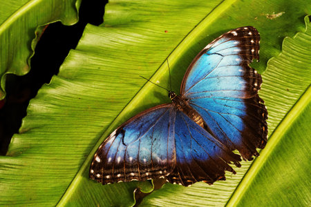 A closeup shot of a blue butterfly on a green leafの写真素材