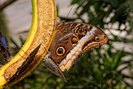 Several butterflies sitting on top of a bananaの写真素材