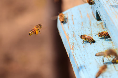 A closeup of honeybees flying on a blue painted wooden surface under the sunlight at daytime