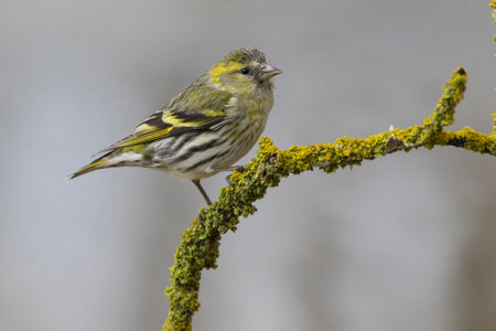 A closeup selective focus shot of a beautiful canary