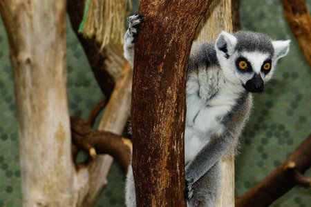 A selective focus shot of a ring-tailed lemur sticking on a branch of a tree with a blurry...