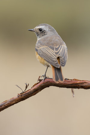 A closeup selective focus shot of a beautiful northern mockingbird