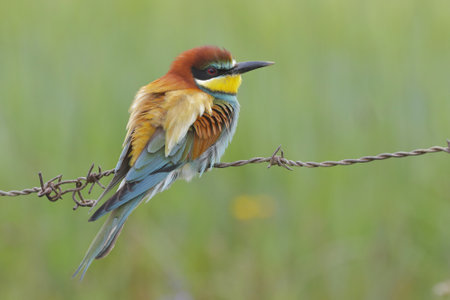 A closeup selective focus shot of a beautiful bee-eater