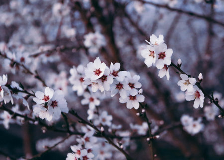 A closeup of a beautiful cherry blossom under the sunlight against a blurry background