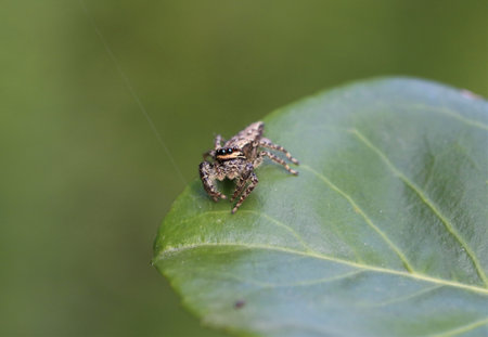 A closeup of a Marpissa muscosa on a leaf under the sunlight with a blurry background