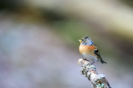 A selective focus shot of a cute brambling bird sitting on a wooden stick with a blurred background