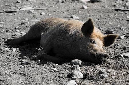 A high angle closeup shot of a pig sleeping on the soilの写真素材