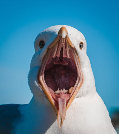 A closeup shot of a white seagull with an open mouthの写真素材