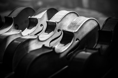 A grayscale shot of various violins aligned on the display of a  musical instrument shopの写真素材