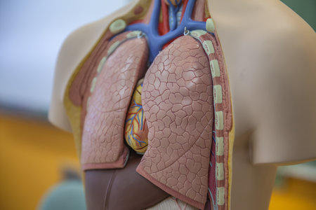 Lungs on a model in a human body.