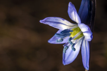 A selective focus of a Siberian squill under the sunlight with a blurred background