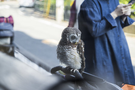 Pet owl sits on stroller outside cafe in Japanの素材 [FY310195515838]