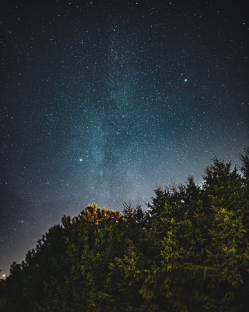 A beautiful low angle shot of a forest and the sky full of startsの写真素材
