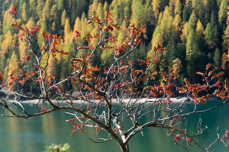 A beautiful shot of a tree with red leaves, a lake, and a forestの写真素材