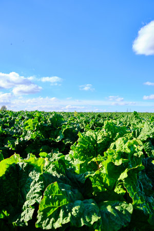 A vertical shot of a green farm under the clear blue sky capture din West Yorkshire, England