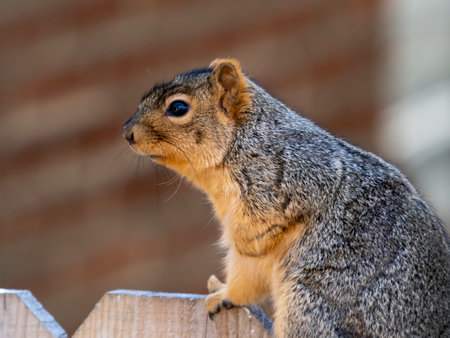 A closeup selective focus shot of a beautiful squirrel climbing on a wooden fenceの写真素材