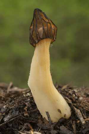 A closeup shot of an edible mushroom in a forest with a blurred background