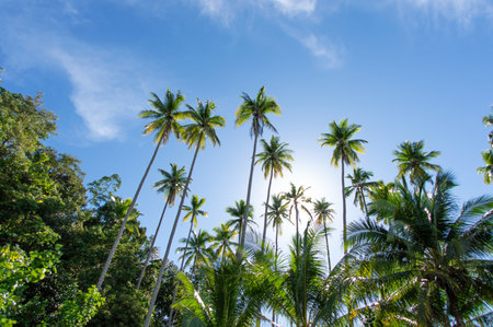 A low angle shot of the beautiful palm trees under the blue sky captured in Raja Ampat, Kri Island