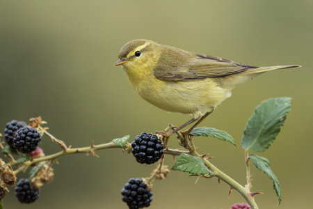 A selective focus shot of a small canary sitting on the branch of a berry tree