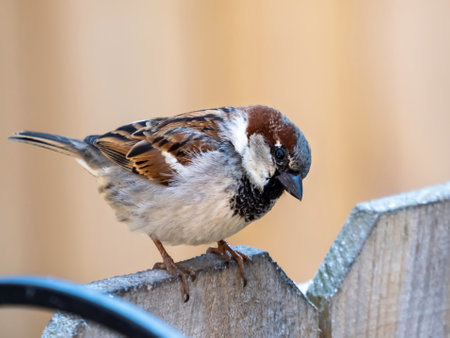 A closeup shot of a house sparrow resting on a wooden fence with a blurred backgroundの写真素材